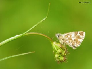 Ebegmeci Zpzp (Pyrgus malvae)