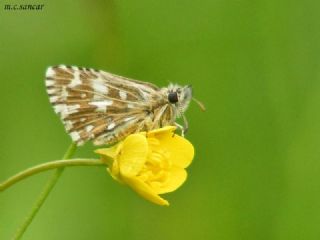 Ebegmeci Zpzp (Pyrgus malvae)