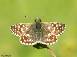 Ebegmeci Zpzp (Pyrgus malvae)