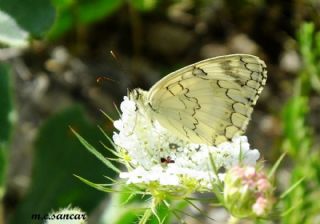 l Melikesi (Melanargia grumi)