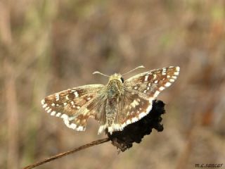 spanyol Zpzp (Pyrgus armoricanus)