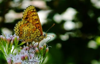 Kafkasyal parhan (Melitaea interrupta)