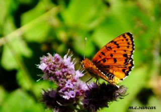 Benekli parhan (Melitaea didyma)