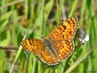 Cezayirli parhan (Melitaea ornata)