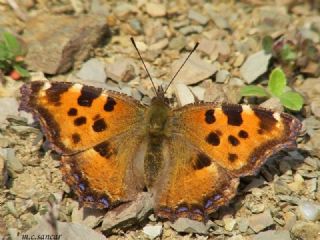 Karaaa Nimfalisi (Inachis polychloros)