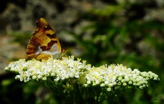 Anadolu ehzadesi (Thaleropis ionia)