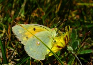 Anadolu Azameti (Colias aurorina)