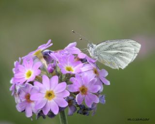 izgili Da Beyazmelei (Pieris bryoniae)