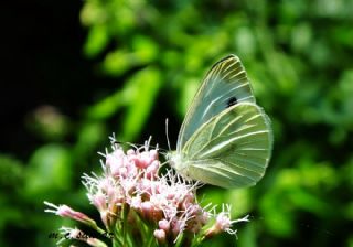 Yalanc Beyazmelek (Pieris pseudorapae)