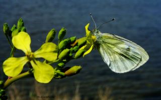Yalanc Beyazmelek (Pieris pseudorapae)