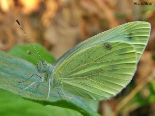 Yalanc Beyazmelek (Pieris pseudorapae)