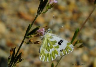 Kk Beneklimelek (Pontia chloridice)