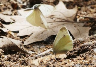ran Beyazmelei (Pieris persis)
