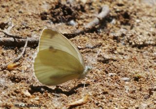 ran Beyazmelei (Pieris persis)