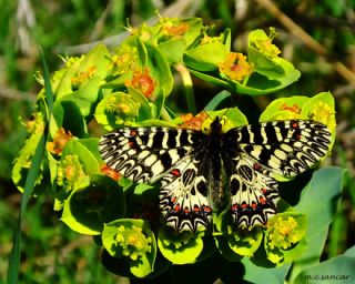 Gney Fistosu (Zerynthia polyxena)