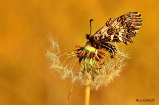 G�ney Fistosu&nbsp;(Zerynthia&nbsp;polyxena)