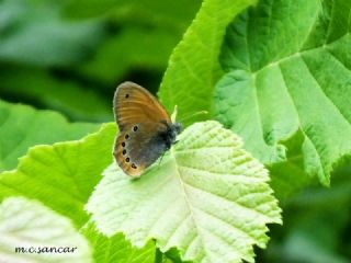 Rus Zpzp Perisi (Coenonympha leander)