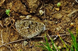 Kafkas Gzelesmeri (Erebia graucasica )