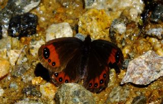 Laz Gzelesmeri (Erebia hewitsonii)