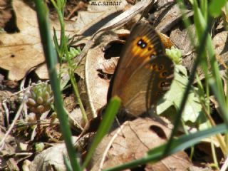 Orman Gzelesmeri (Erebia medusa )