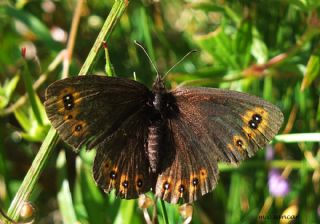 Orman Gzelesmeri (Erebia medusa )