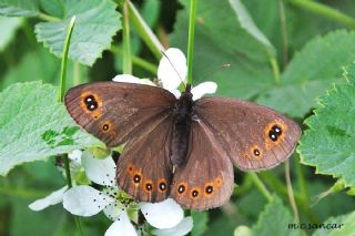 Orman Gzelesmeri (Erebia medusa )