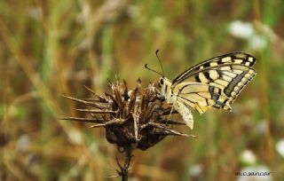 Krlangkuyruk (Papilio machaon)