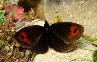 Mecnun Gzelesmeri (Erebia melancholica)