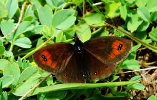 Mecnun Gzelesmeri (Erebia melancholica)