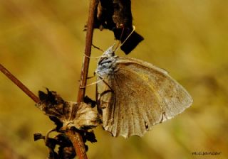 Kaya Esmeri (Kirinia clymene)