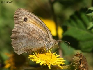 Esmerperi (Hyponephele lupina)