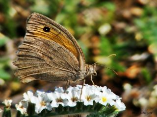 Esmerperi (Hyponephele lupina)