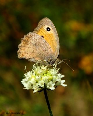 Esmerperi (Hyponephele lupina)