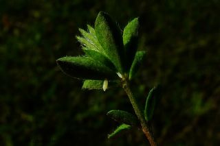 Narin Orman Beyaz (Leptidea sinapis)