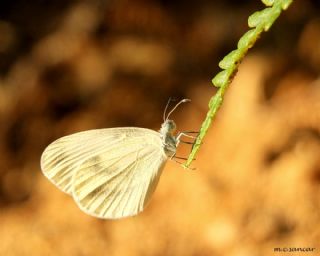 Narin Orman Beyaz (Leptidea sinapis)