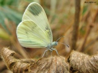 Narin Orman Beyaz (Leptidea sinapis)