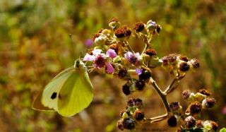 Byk Beyazmelek  (Pieris brassicae)