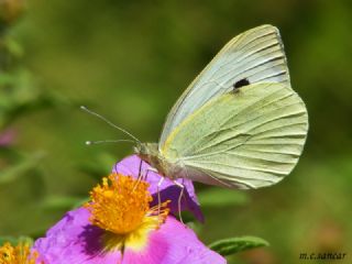 Byk Beyazmelek  (Pieris brassicae)