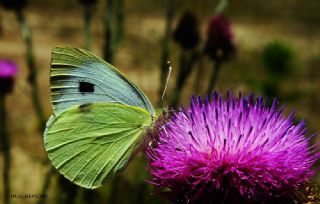 Byk Beyazmelek  (Pieris brassicae)
