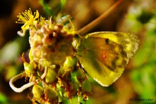 Gzel Azamet (Colias sareptensis)