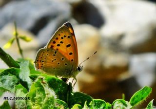 Anadolu Ate Gzeli (Lycaena asabinus)