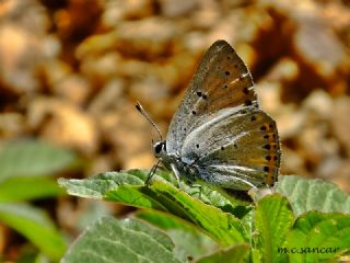 Byk Mor Bakr Gzeli (Lycaena alciphron)