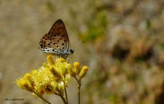 Alev Ategzeli (Lycaena kefersteinii)