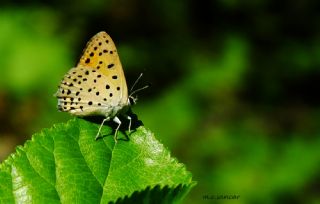 Alev Ategzeli (Lycaena kefersteinii)