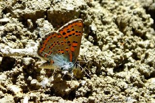 Romen Gelincii (Tomares nogelii dobrogensis)