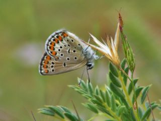 Doulu Esmergz (Plebejus carmon)