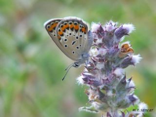 Doulu Esmergz (Plebejus carmon)