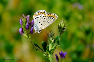 Doulu Esmergz (Plebejus carmon)