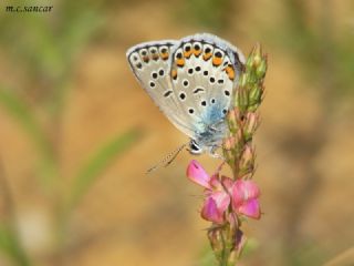 Anadolu Esmergz (Plebejus modicus)