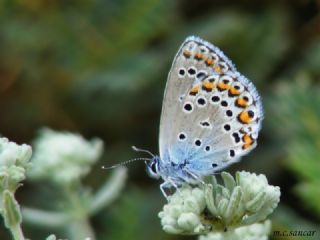 Anadolu Esmergz (Plebejus modicus)